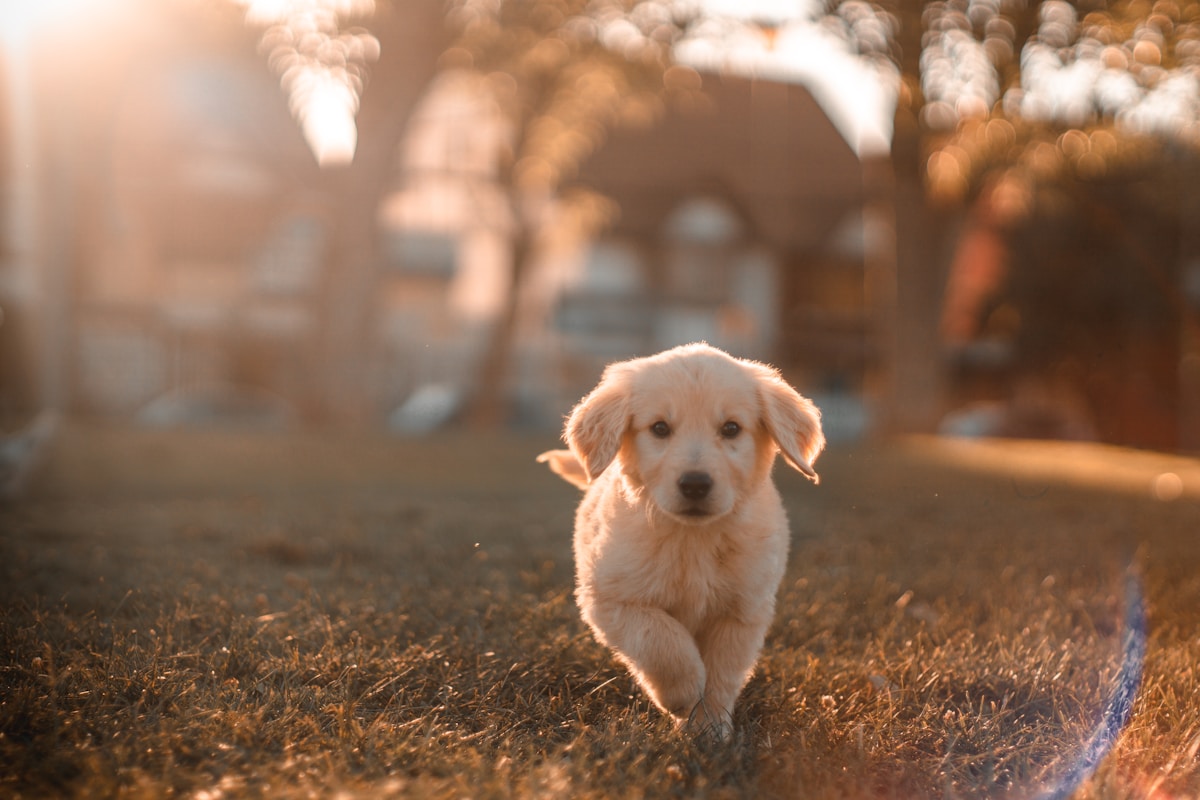 Veterinaria abrazando tiernamente a un perro en consulta holística