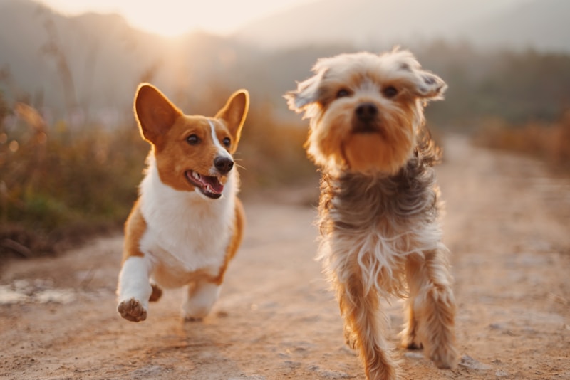Corgi sonriente y saludable